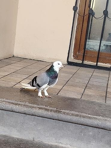 pekines qiymetleri: Erkek 15 m — 1
