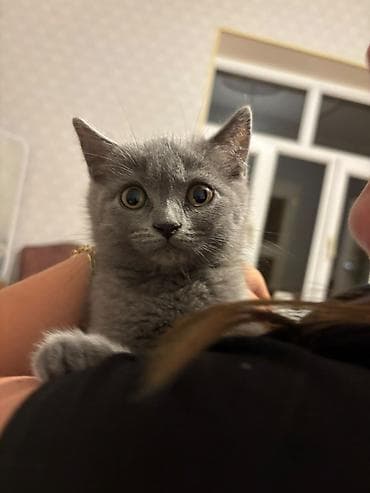 şotlanski pişik: Rus mavi, Dişi, Yaxşı əllərə, Ödənişli çatdırılma — 2