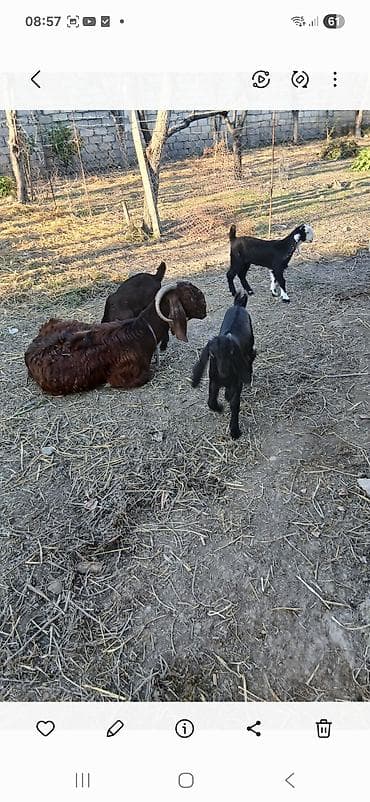 keçi: Keçi sürüsü – ana keçilər və balaları - Şəkillərdə olan yerli cins — 5