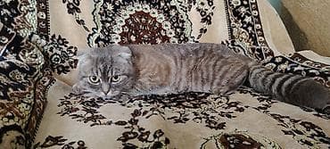 Quşlar: Şotland yastı qulaq — 2