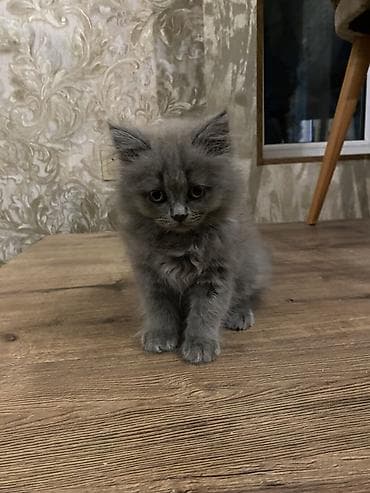 at balası: Erkək — 7