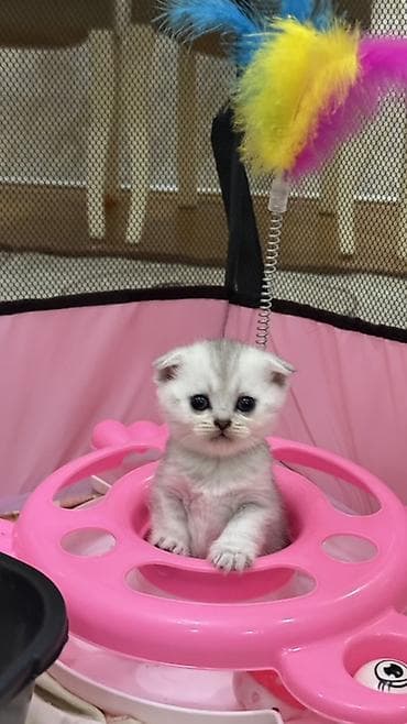 Кошки: Шиншилла, Самка, В добрые руки, Самовывоз, Платная доставка, Доставка в районы — 7