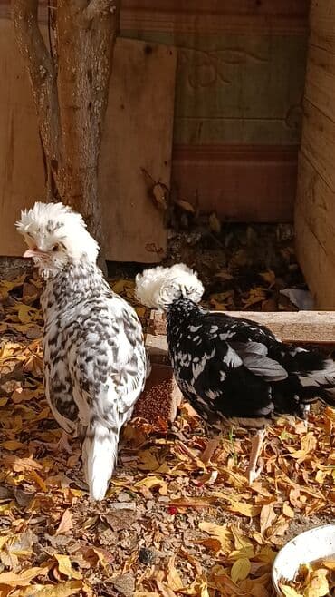 hinduşqa yumurtası: Toyuq, Yumurtalıq — 5