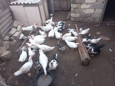 cins ineklerin qiymeti: Самец, | Lal ordek, Для мяса, Самовывоз — 5