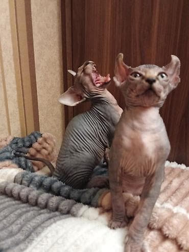 dişi dana: Sfinks, Erkək, Dişi — 7