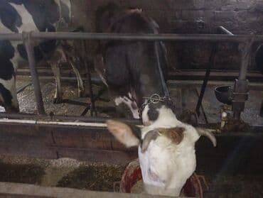 Keçi, çəpiş: Südlük inəklər - Cins: Qarışıq südlük tip (qara-ağ alacalı və — 16