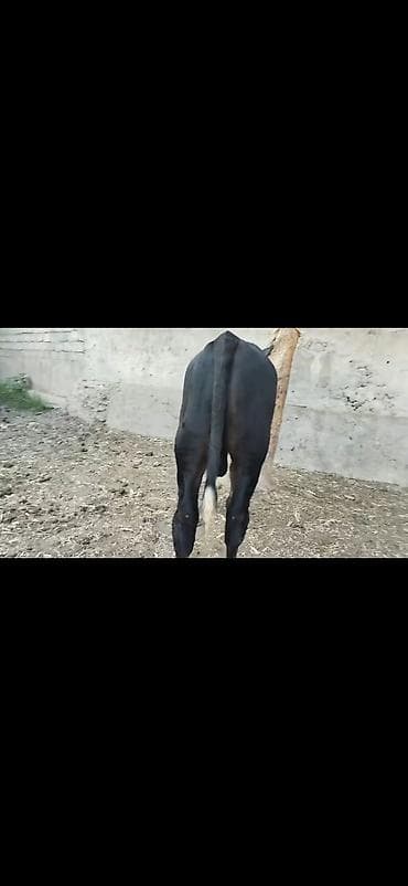 at balasi satilir: Erkək dana - Rəng: qara-ağ (ağ alın və ağız, ayaqlarda ağ corablı — 4