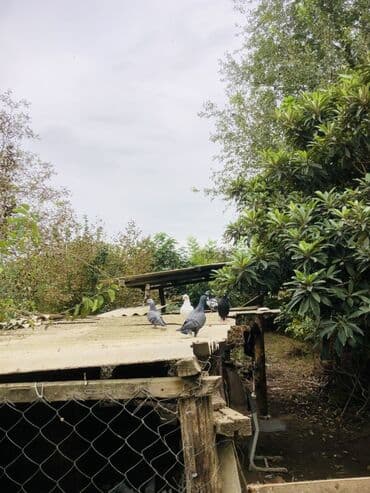 geref quşu: Müxtəlif rənglərə və naxışlara malik ev göyərçinləri mövcuddur. Onlar — 3