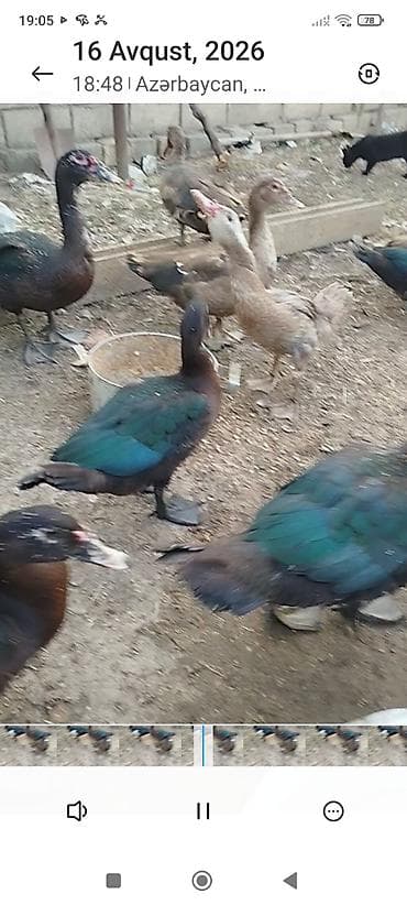 qus iran: Dişi -3 ay 20 günlükdür zümrüd lal ördeklərdir son qiyməti-25 AZN — 5