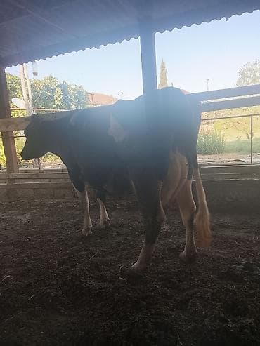 i̇nek: Dişi, Holsteyn, il: 5, Südlük — 2