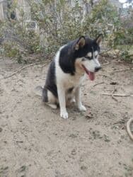 xaski gence: Xaski, 1 il, Dişi, Cütləşmə üçün — 6