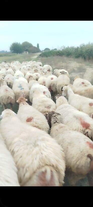 bakida cins ineklerin satisi: Dişi, il: 1, 50 kq, Damazlıq, Ünvandan götürmə — 13