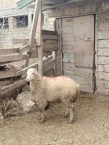 Quzu, Erkək, ay: 8, 33 kq, Ətlik, Ünvandan götürmə