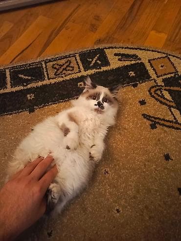 Digər heyvanlar: Erkək 5 aylıq, Syamnan sotlantın qarışığı - Rəng: krem-ağ əsas, qulaq — 2