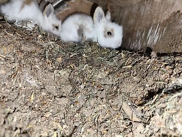 ağ dovşan: Karlik bala dovşanlar bala dovşanlar satılır dovşanlar dovşan — 2