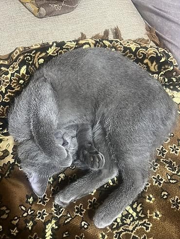 darling pişik yemi: Sahibləndirilir Xüsusiyyətlər: - Oynağan və mehriban xarakter; qucağı — 2