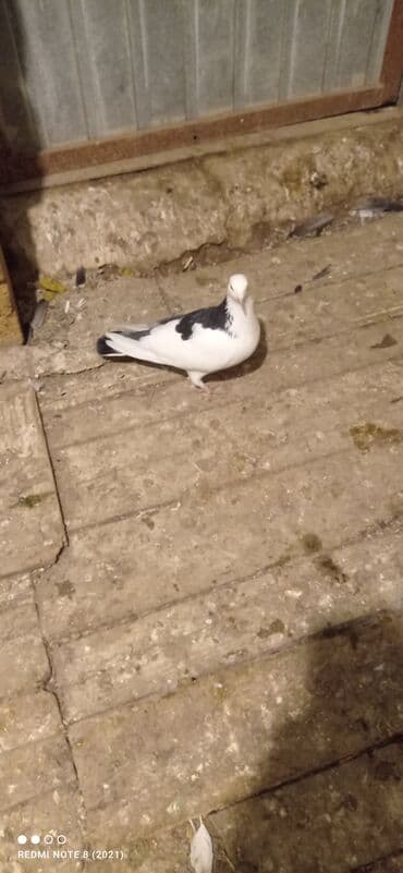 it satilir ucuz: Beli çəp erkək tam sağlam heyvan dı real alıcı narahat etsin — 5