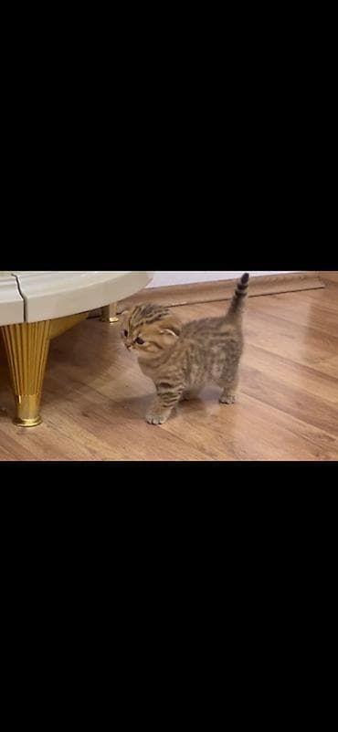 pisi: Şotland yastı qulaq, Erkək, Ünvandan götürmə — 5