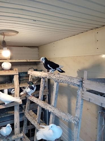 Птицы: Kövən balalardı əsl üçurtmaqüçün biri 5 manatdır — 6