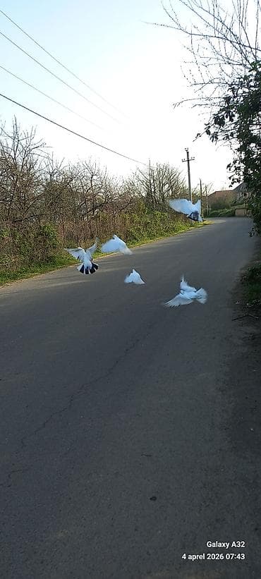 lal ordek satilir: Ağ güvercinlər – dekorativ və uçuş üçün - Rəng: qar kimi ağ, bir — 2