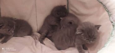 Daraq panellər: Britan, Dişi, Erkək — 6