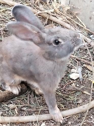 Digər heyvanlar: 🐰 Dovşanlar satılır! 🐰 Sağlam və baxımlı dovşanlar satışdadır. ❤️ — 4