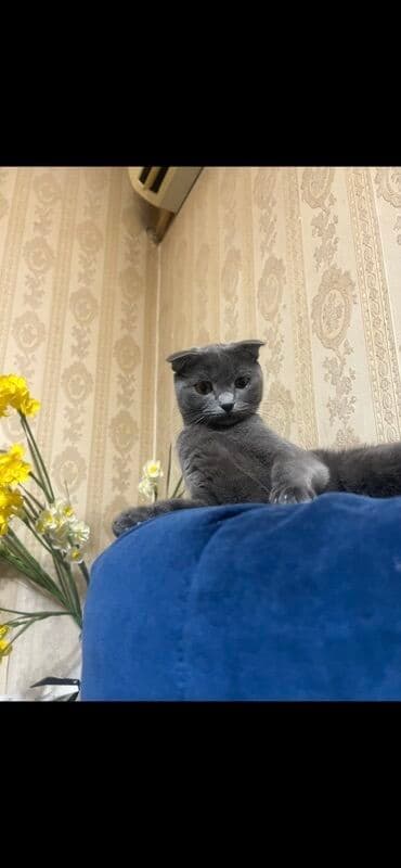 dişi pişik: Şotland — 6