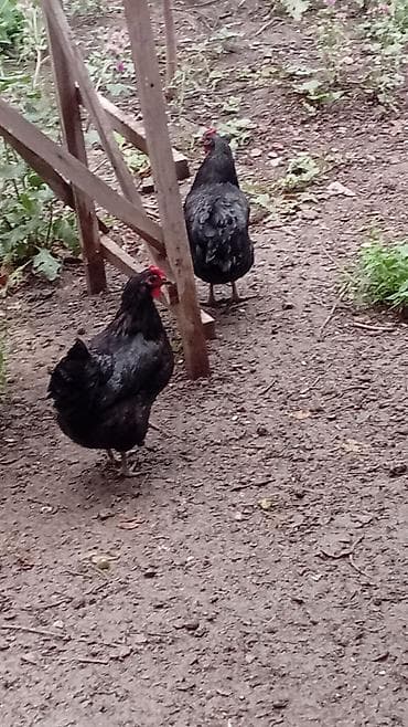 heyratı o şamo: Toyuq, Australorp, Damazlıq, Ünvandan götürmə — 6