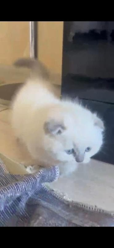 pisik ucun evler: Şotland yastı qulaq — 3