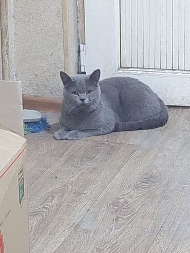 pişim: Şotland, Yaxşı əllərə — 1