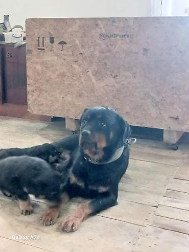 toy pudel satilir: Rotveyler — 10