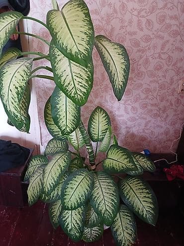 Dieffenbachia (tropik dekorativ otaq bitkisi) - Növ: Dieffenbachia — 3