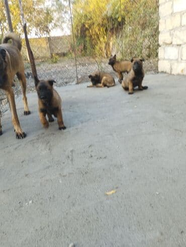 en gozel itler: Belçika çoban iti, Ödənişli çatdırılma — 6