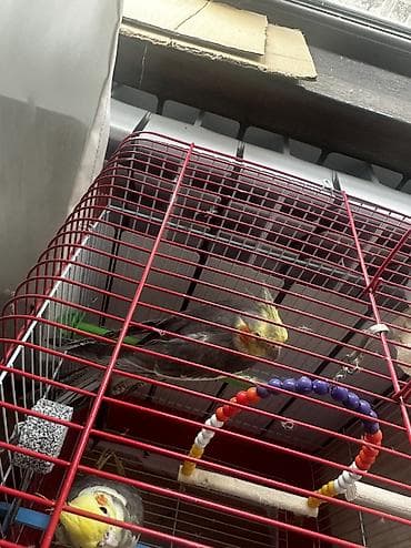 qefesi: Barter mumkundur tekliflerinizi vere bilersiniz Nimfa (cockatiel) — 2