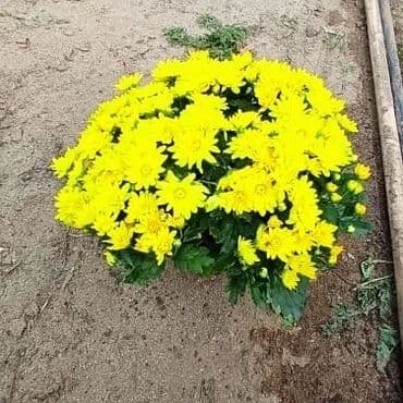 topdan gül satışı: Xrizantema payızgüllərinin topdan və pərakəndə satışı. Qiymətlər — 4