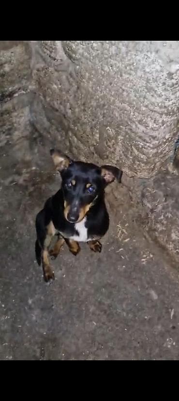 itlerin telimi: Balaca ölçülü it – qara rəngdə, sinəsində ağ ləkə, pəncələrində — 1