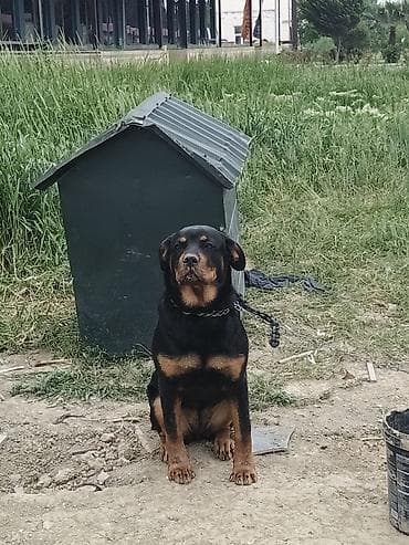 it magazasi: Rotveyler, 5 ay, Dişi, Peyvəndli, Ödənişli çatdırılma — 2