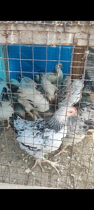 qaz cucəsi: Toyuq, Adler, Damazlıq — 2