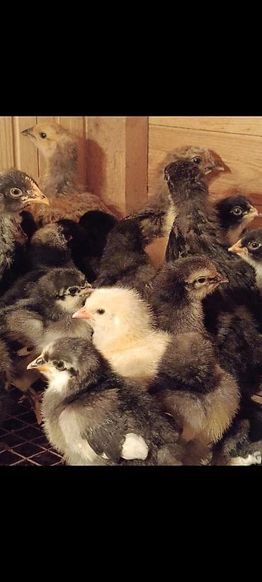 cücəsi: Toyuq cücələri, Damazlıq, Ünvandan götürmə — 7