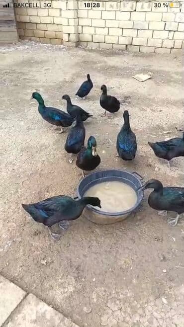 Inəklər, öküzlər: Kayuqa Ördey balasi 2 hefdelik olanlar 10 manat. 1 hefdelik 8 manat – — 4