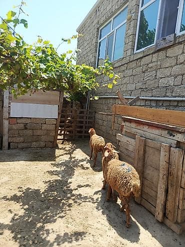 qurban qoyunu: Erkək, il: 1, 27 kq, Ətlik, Ünvandan götürmə — 1