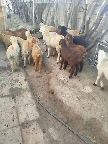 Satışda – quzu sürüsü - Növ: yerli cins qarışıq (ağ, qəhvəyi, qara