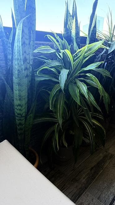 Böyük ölçülü otaq bitkiləri dəsti 1ededi 40 manatdi - Növ: Dracaena