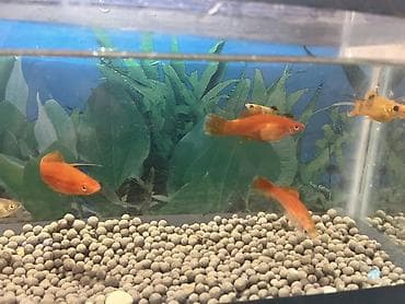 oskar balığı: Sülhsevər — 6