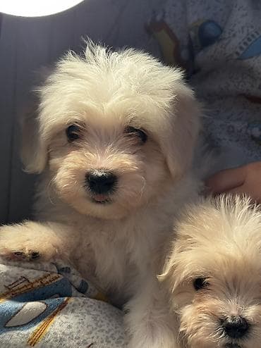 cins heyvanlar: Peyvəndli — 1