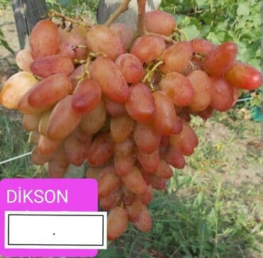 Чай, кофе, напитки: Məhsul: Qırmızı/çəhrayı süfrə üzümü (salxım) - Böyük, sıx salxımlar; — 6