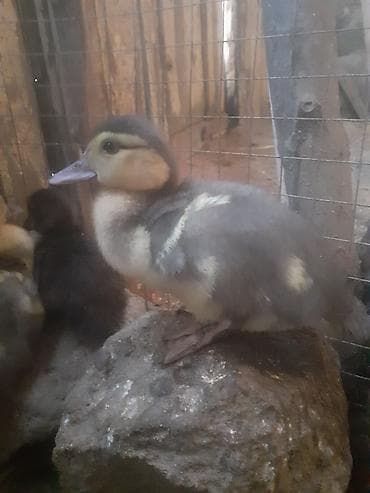 Erkək, | Macar, Damazlıq, Ünvandan götürmə