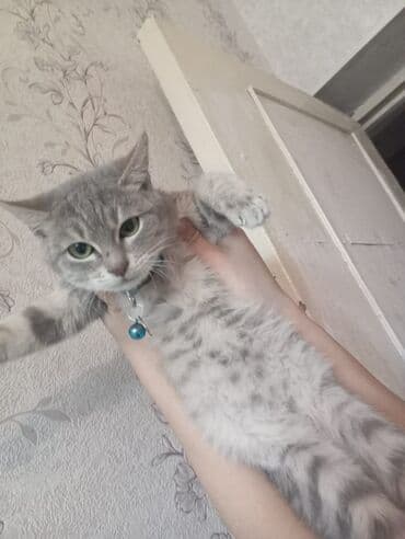 pişiklər pulsuz: Tabbi, Dişi, Yaxşı əllərə, Pulsuz çatdırılma — 2