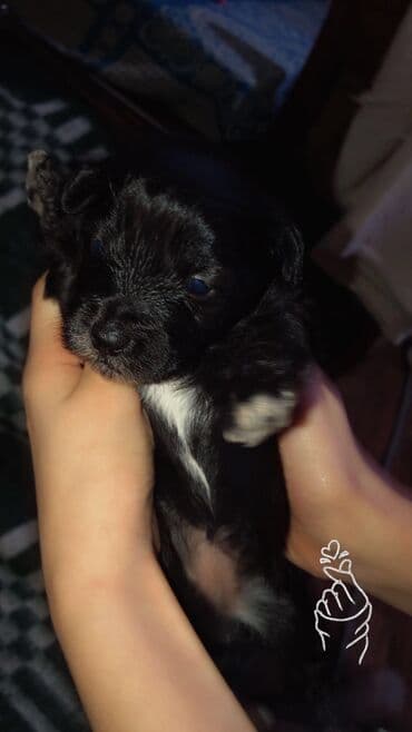 ağ pişik şəkilləri: 1 ay, Dişi, Ünvandan götürmə — 4