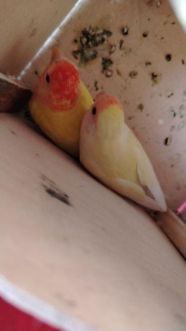 heyvan bazari baki: Sevgi quşları (Agapornis) Nerazlucnik — 1